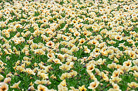 Irudia handitu (modu-leihoa)