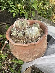 Irudia handitu (modu-leihoa)