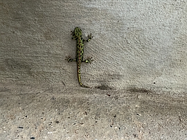 Irudia handitu (modu-leihoa)