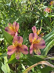 Irudia handitu (modu-leihoa)