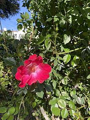 Irudia handitu (modu-leihoa)