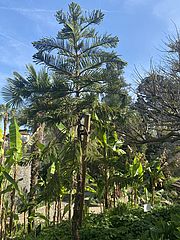 Irudia handitu (modu-leihoa)